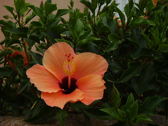 Hibiscus