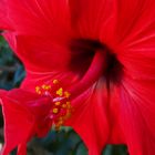 Hibiscus