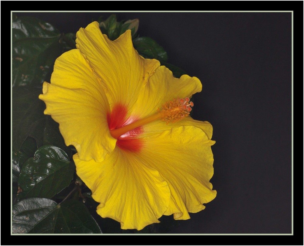 Hibiscus