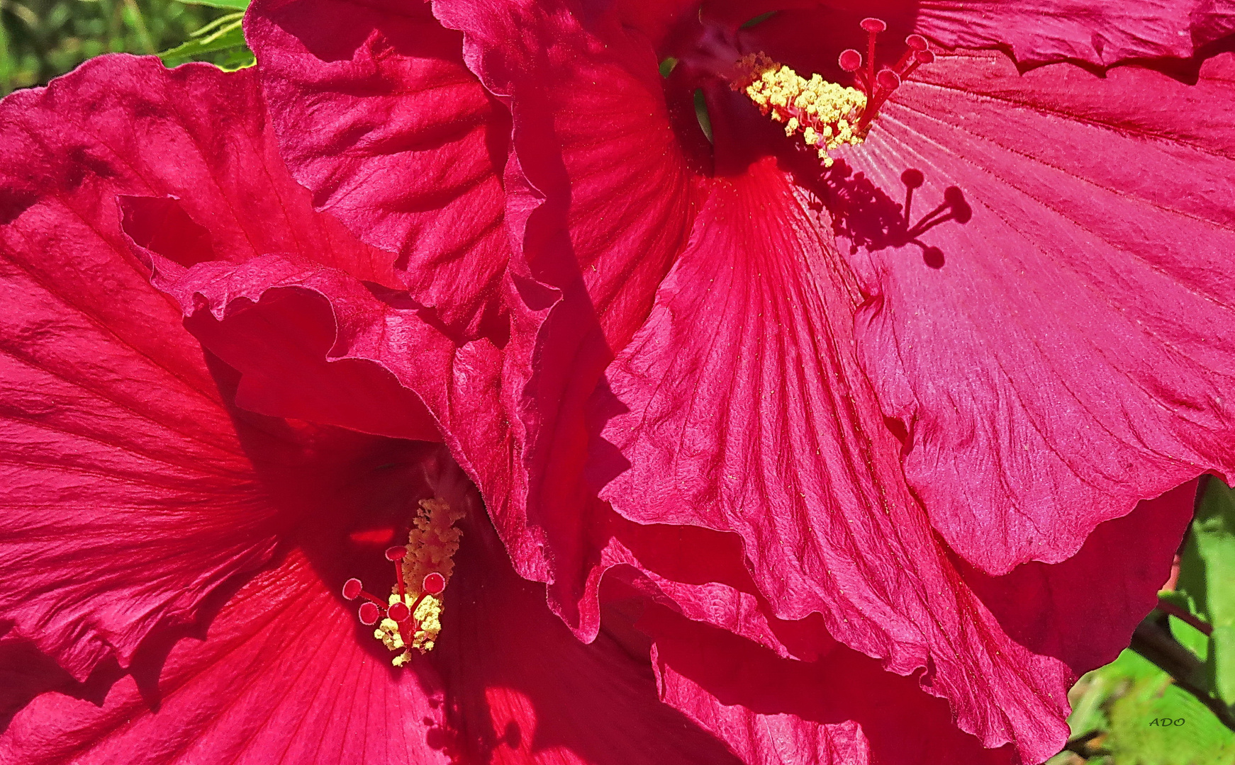 Hibiscus 