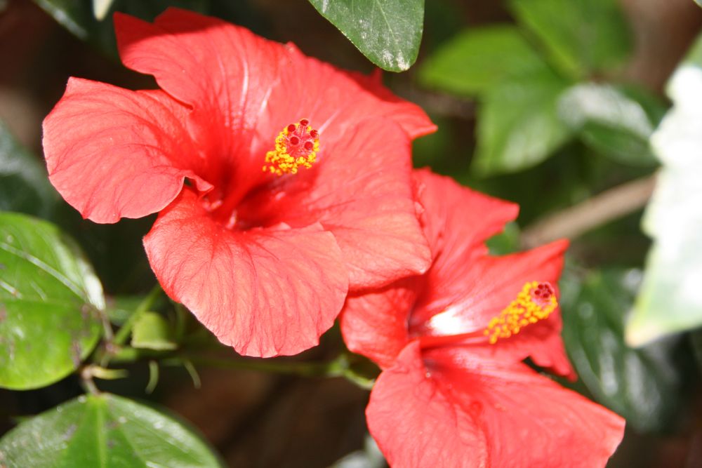 Hibiscus von St. Liss 