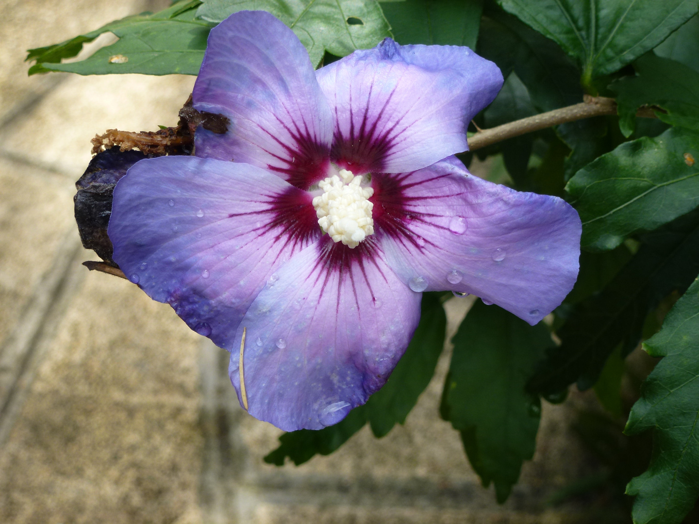 Hibiscus