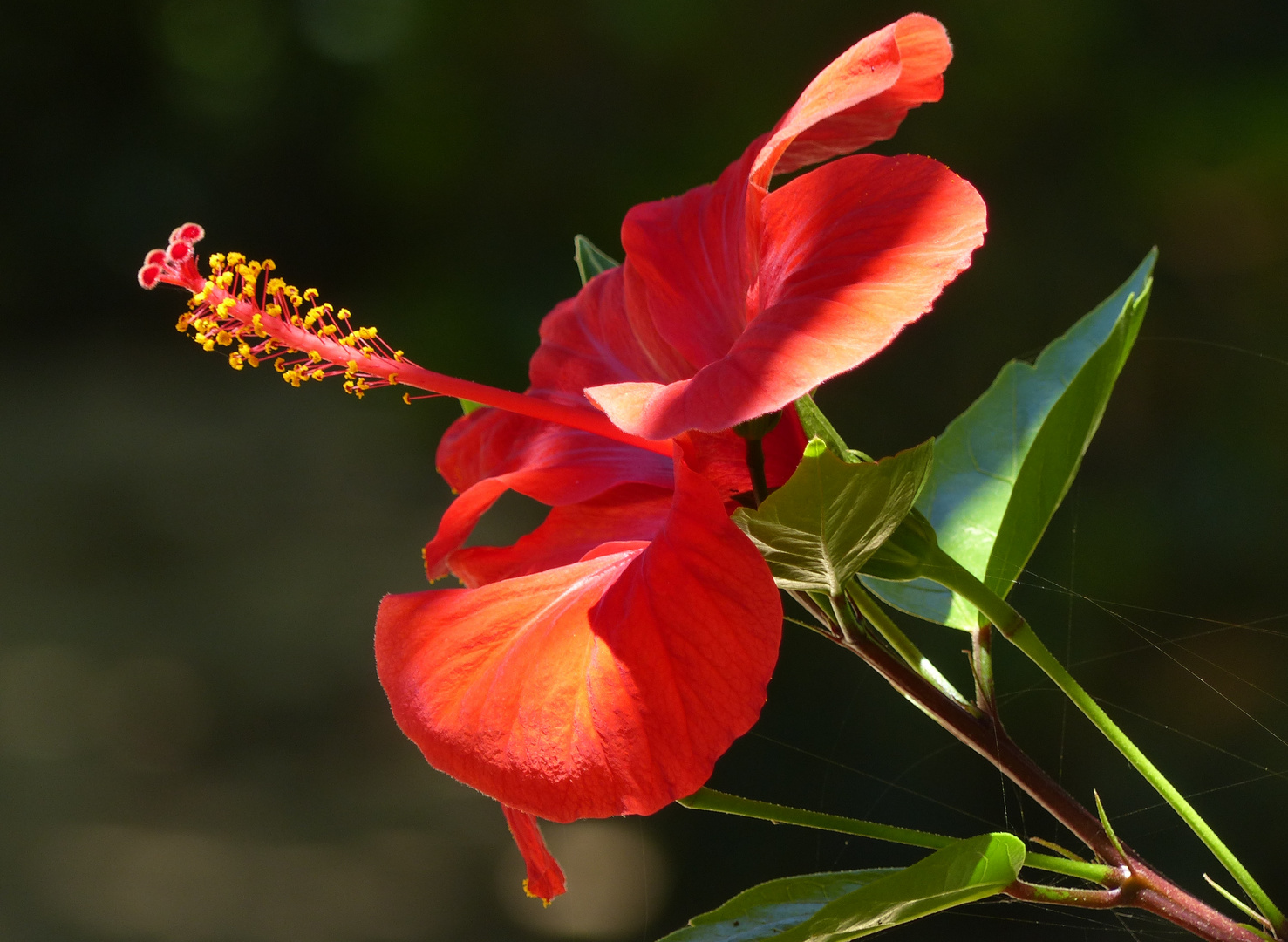 Hibiscus 