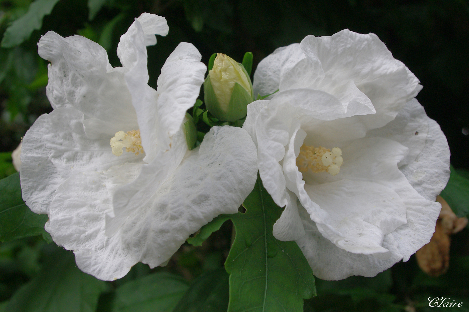 hibiscus