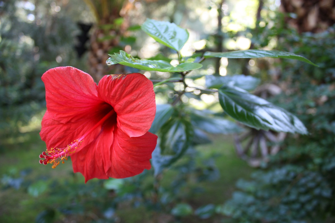 Hibiscus