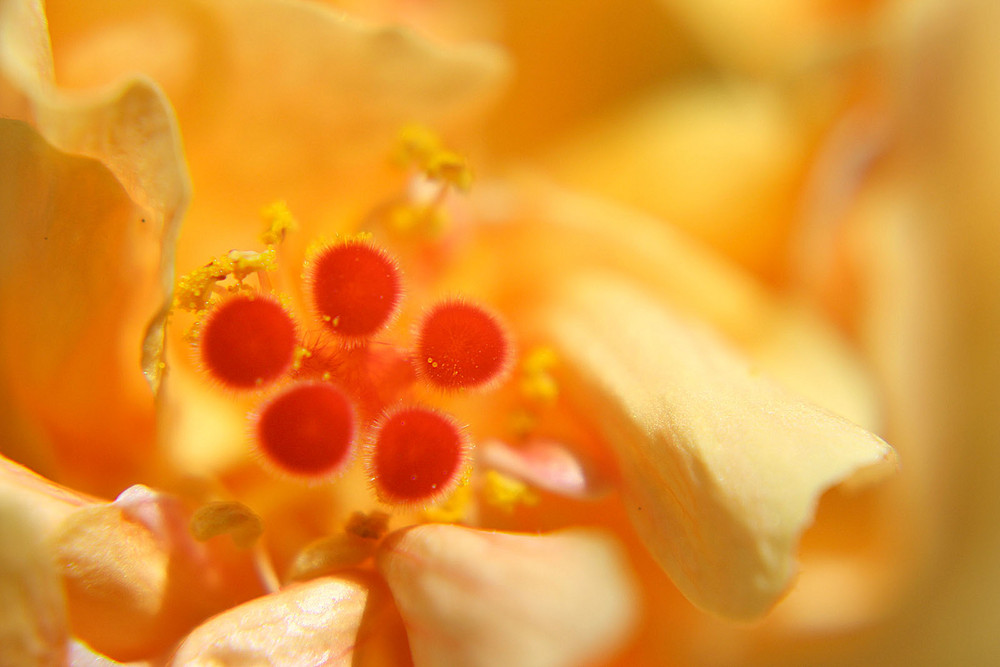 Hibiscus