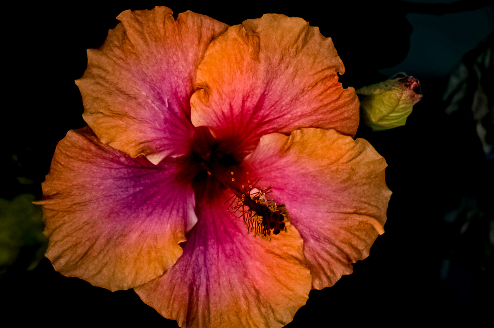 Hibiscus