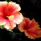 Hibiscus bicolor