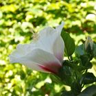 Hibiscus blanc 2
