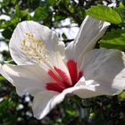 Hibiscus blanc et rouge – Weiss roter Hibiskus