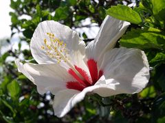 Hibiscus blanc et rouge – Weiss roter Hibiskus