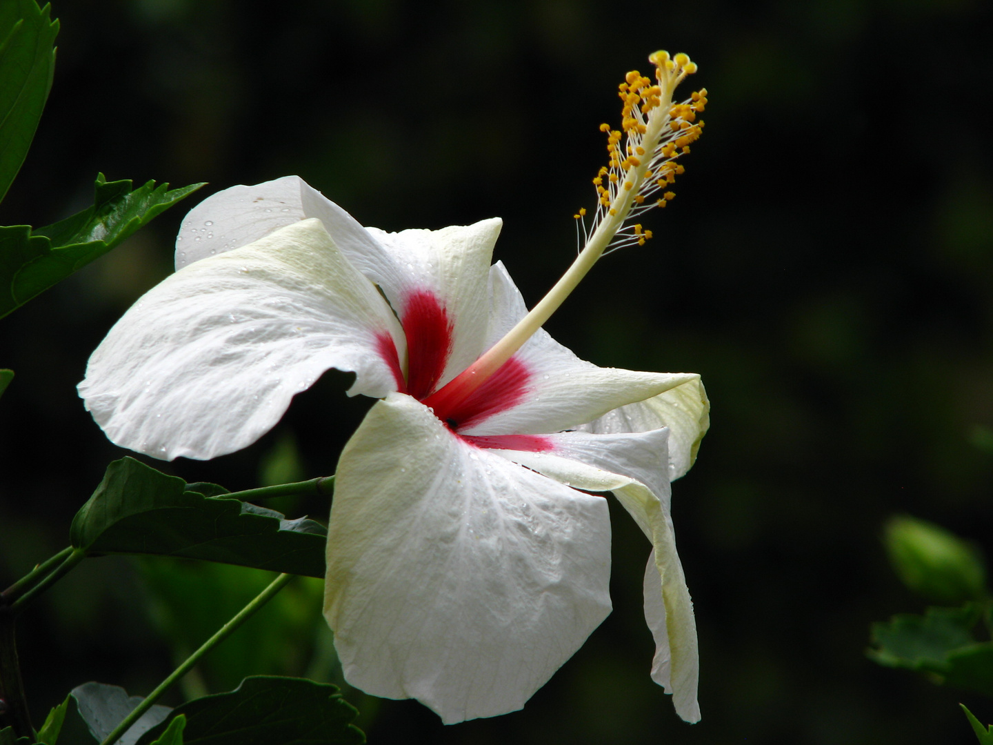 Hibiscus blanco