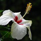 Hibiscus blanco