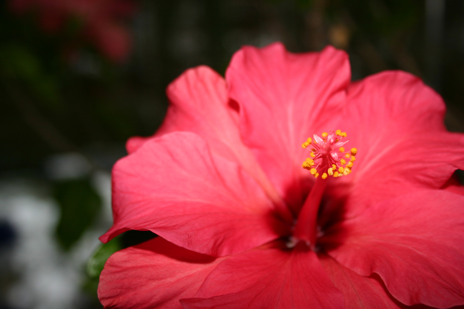 Hibiscus Bloom