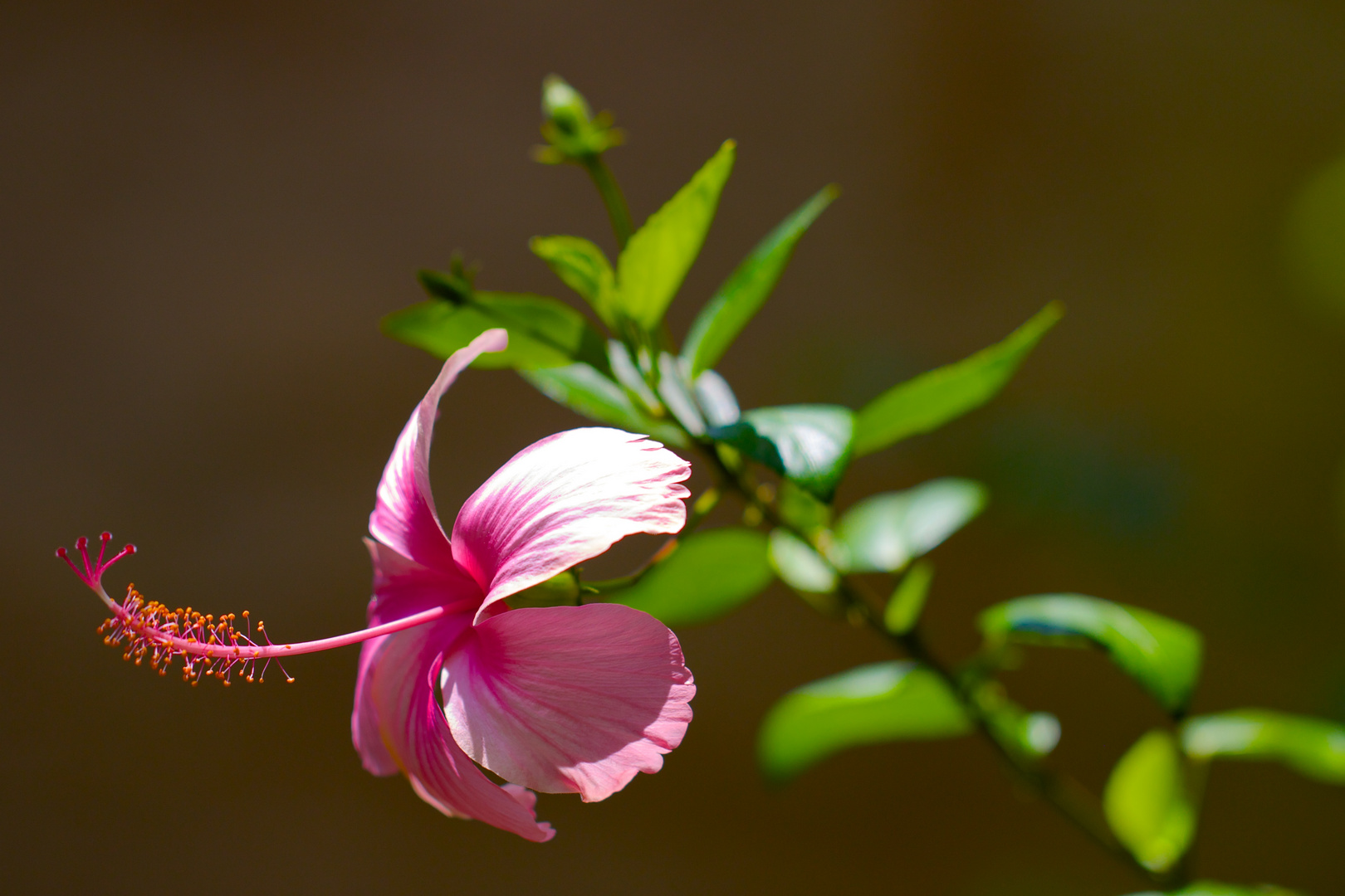 Hibiscus blossom in Hua Hin