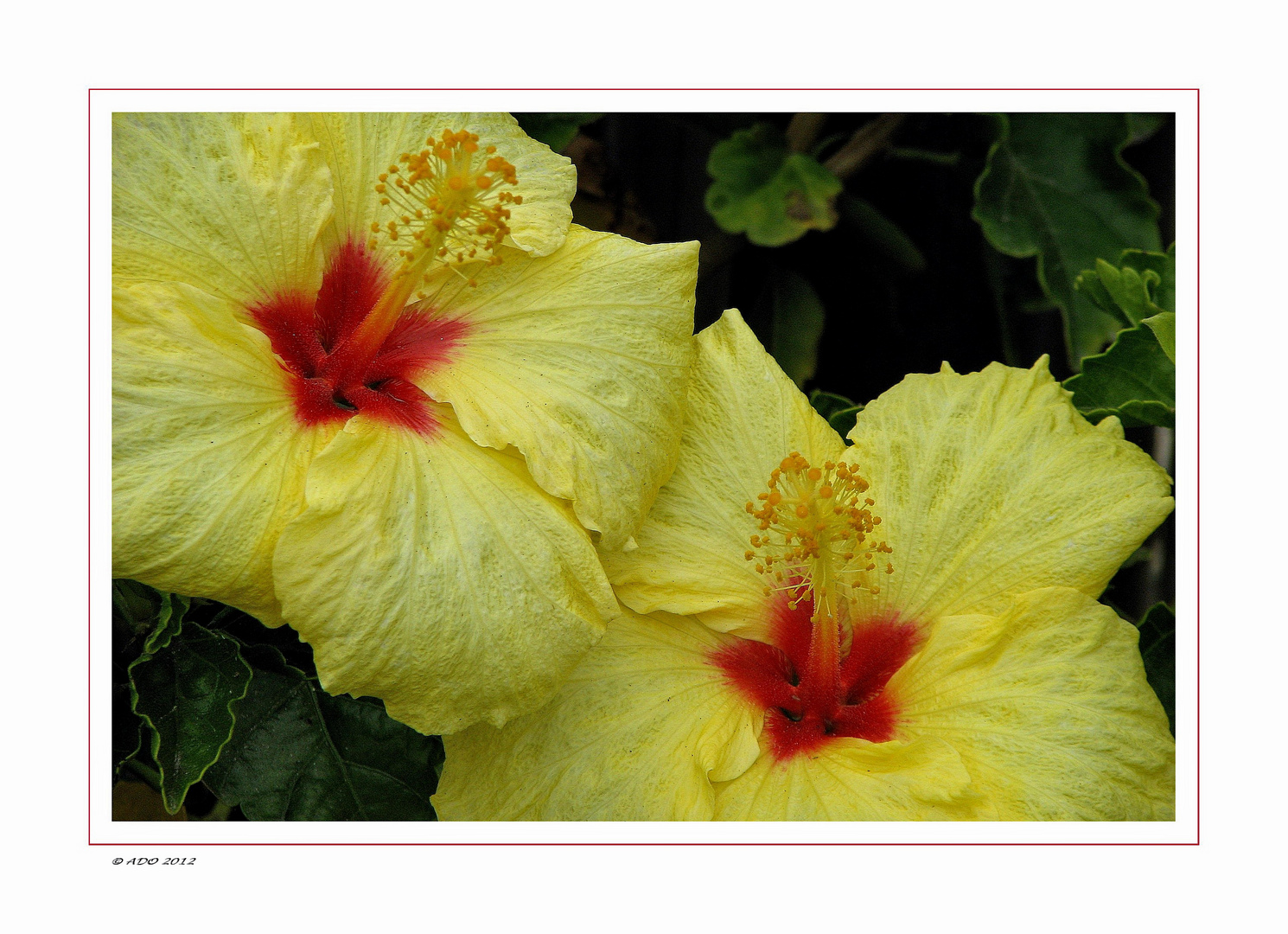 Hibiscus Blossoms for Ayse