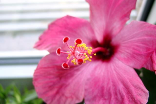 Hibiscus Blüte