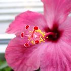 Hibiscus Blüte