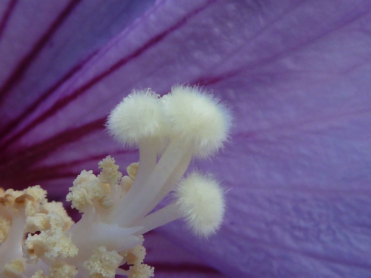 Hibiscus( ? )-Blüte