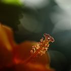 Hibiscus-Blüte