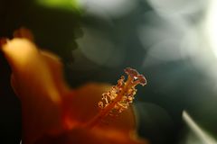 Hibiscus-Blüte