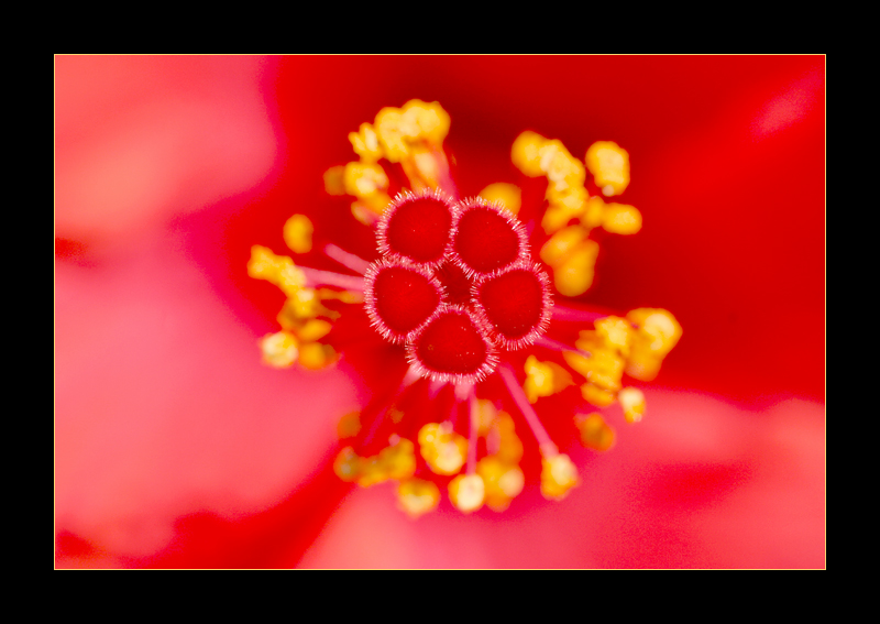 Hibiscus Blüte