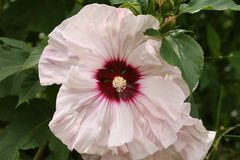 Hibiscus-Blüte im Berggarten Hannover