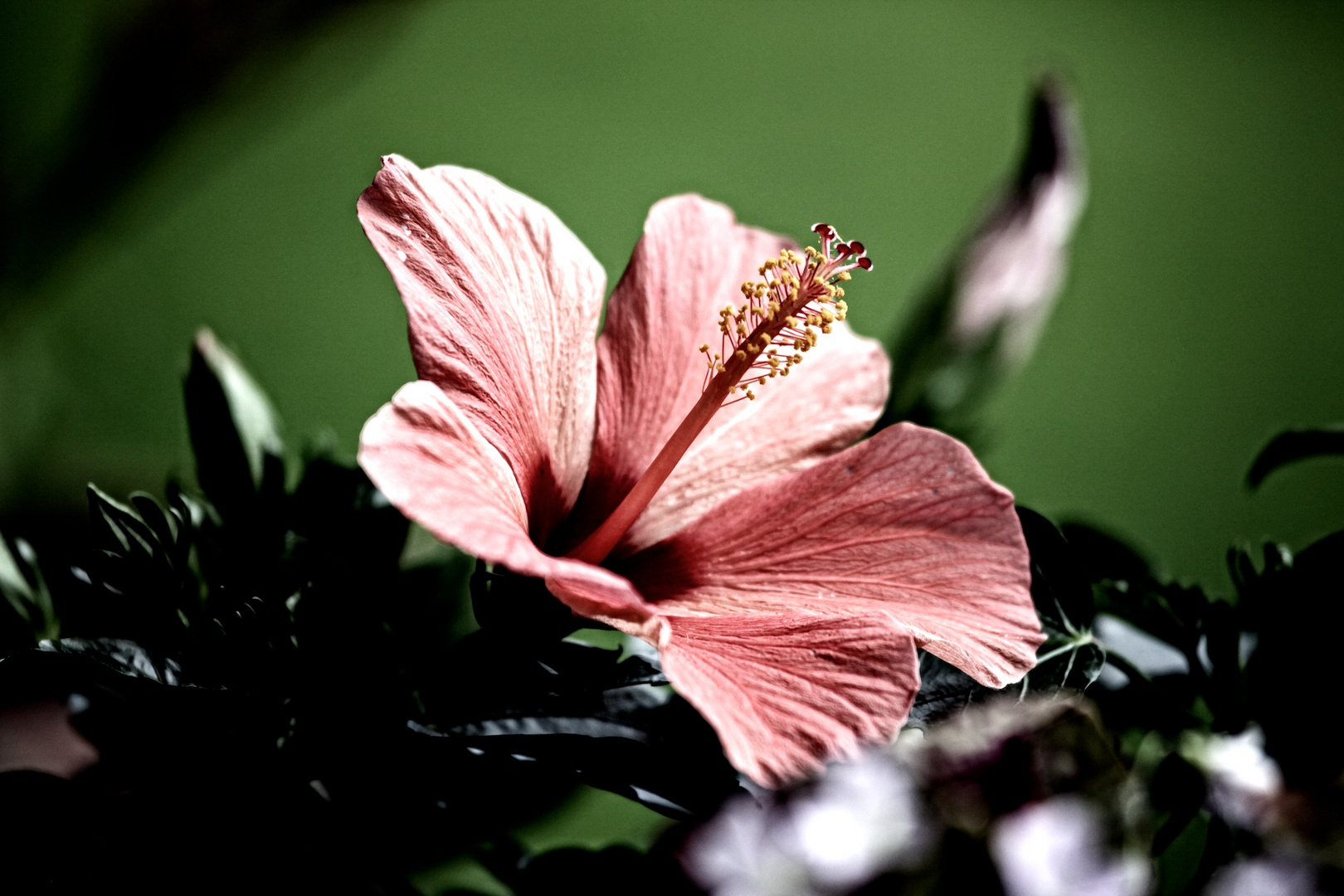 Hibiscus Blüte in meinem Garten