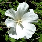 Hibiscus-Blüte in reinweiß