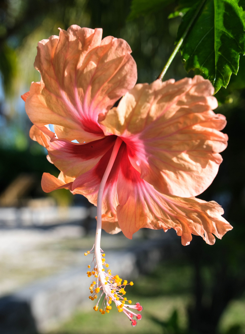 ...Hibiscus - Blüten - Träume...