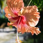 ...Hibiscus - Blüten - Träume...