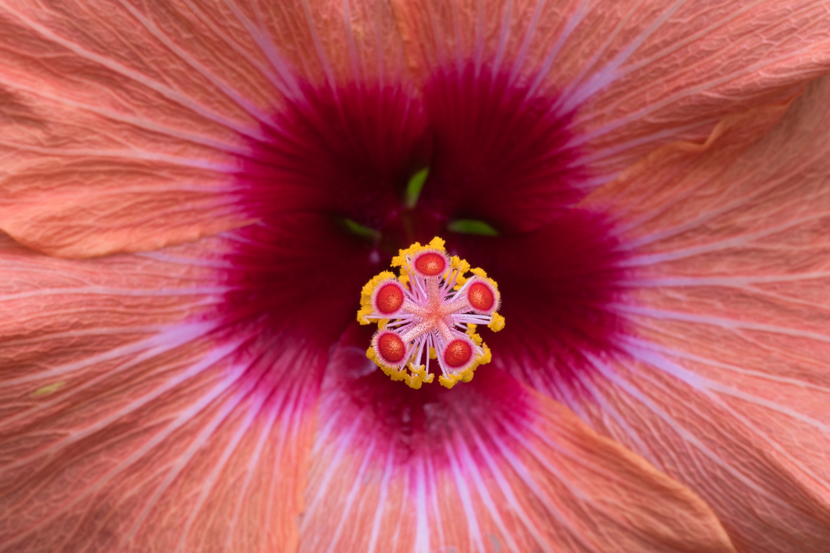 Hibiscus Blütenstempel 