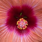 Hibiscus Blütenstempel 