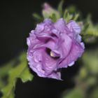 hibiscus by night