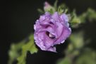 hibiscus by night von Achidi Frick 