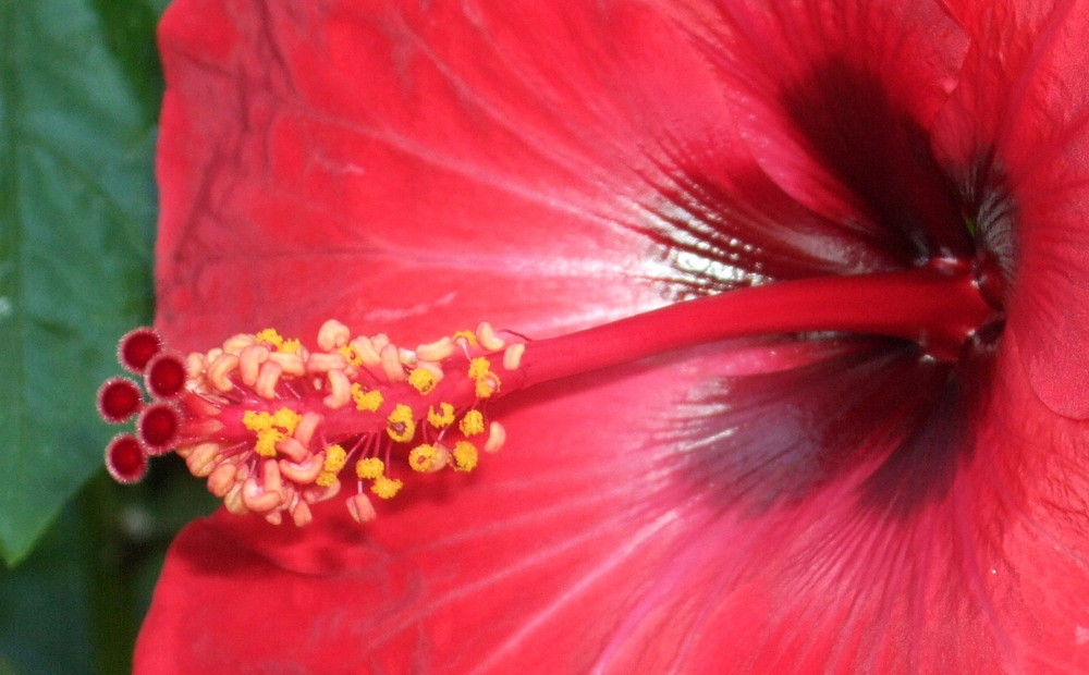 Hibiscus