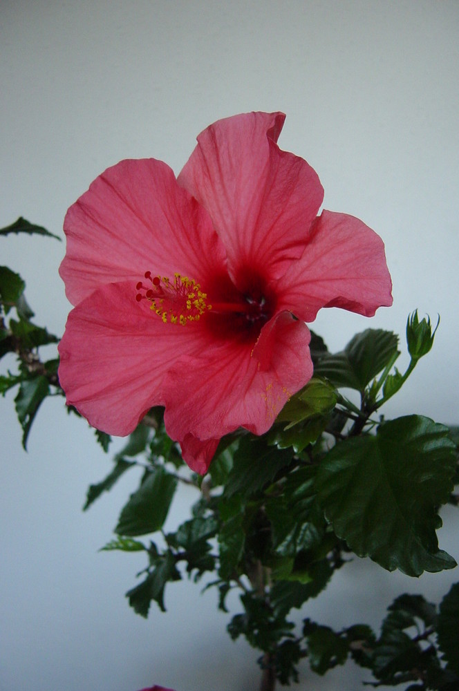 Hibiscus