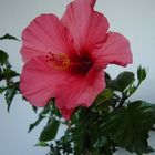 Hibiscus