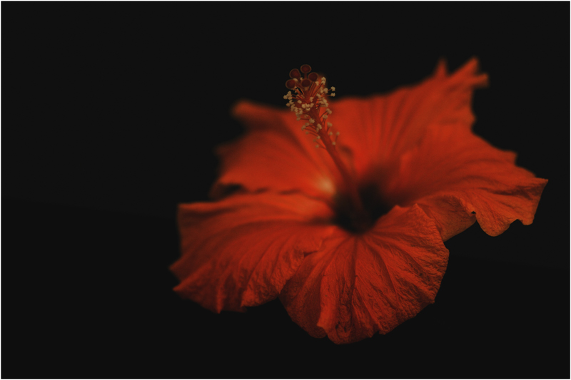 Hibiscus