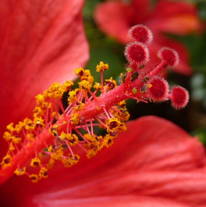 Hibiscus