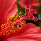 Hibiscus