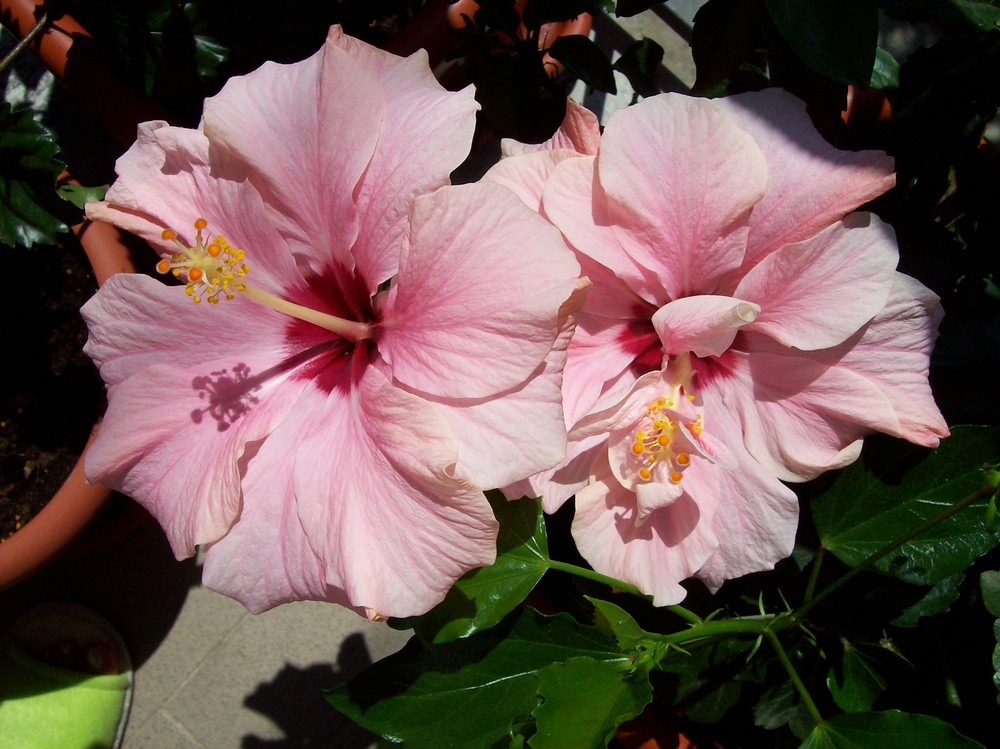 hibiscus