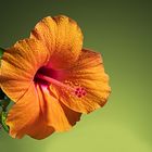 Hibiscus