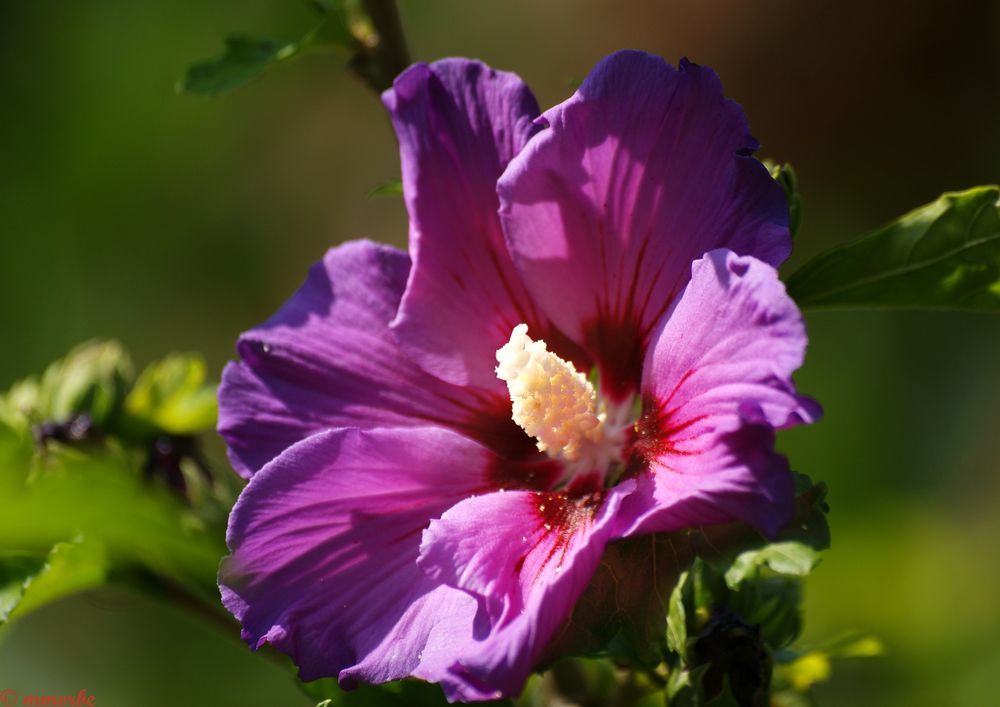 Hibiscus