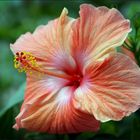 Hibiscus......