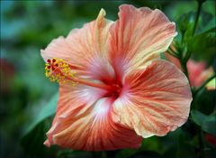 Hibiscus......