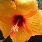 Hibiscus