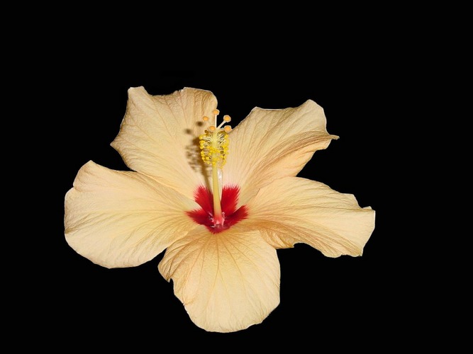 Hibiscus