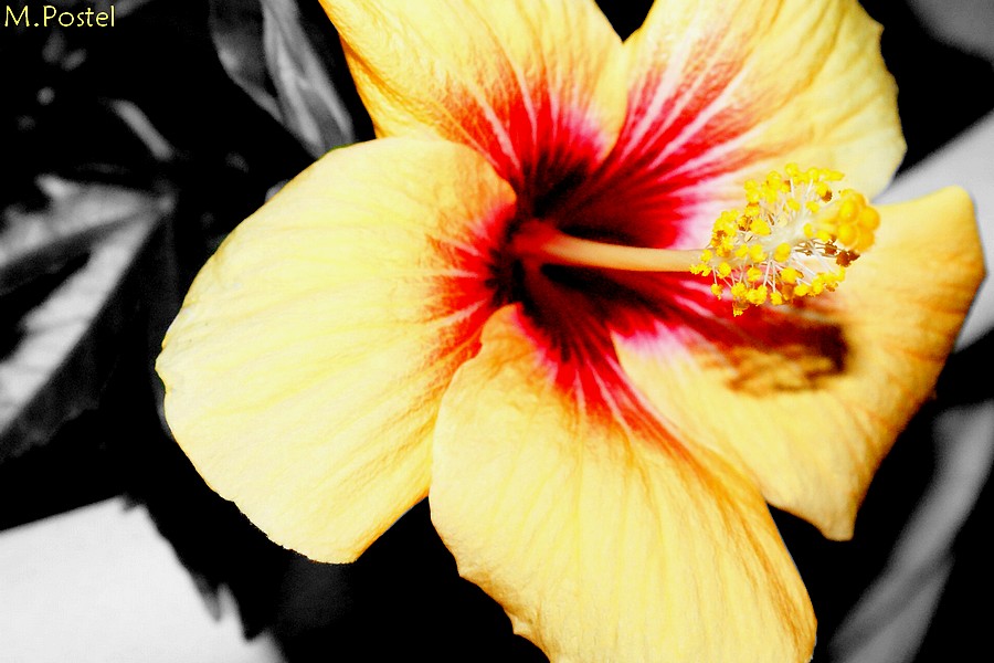 Hibiscus