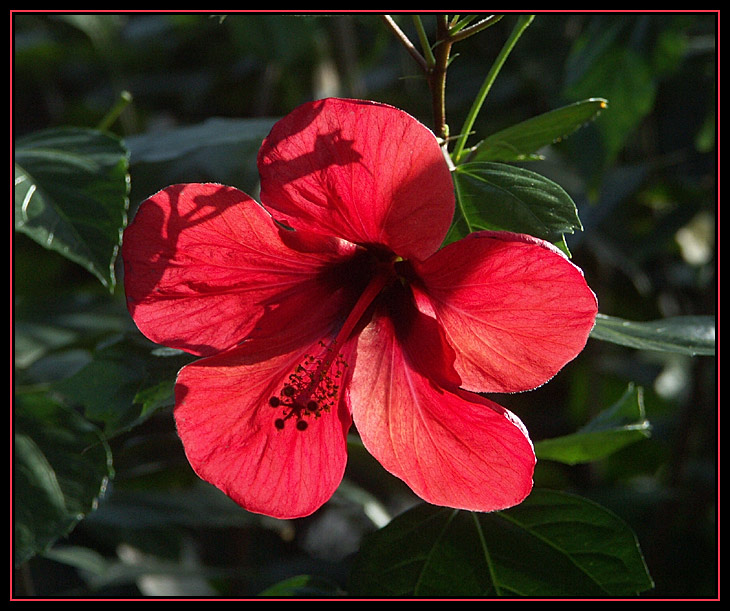 Hibiscus